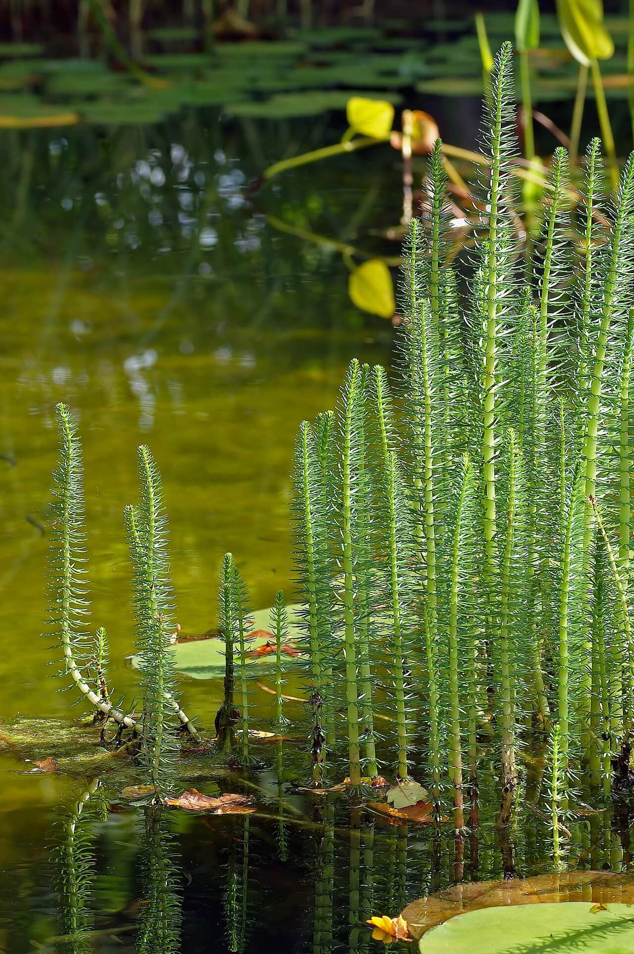 Mare’s Tail preview 3