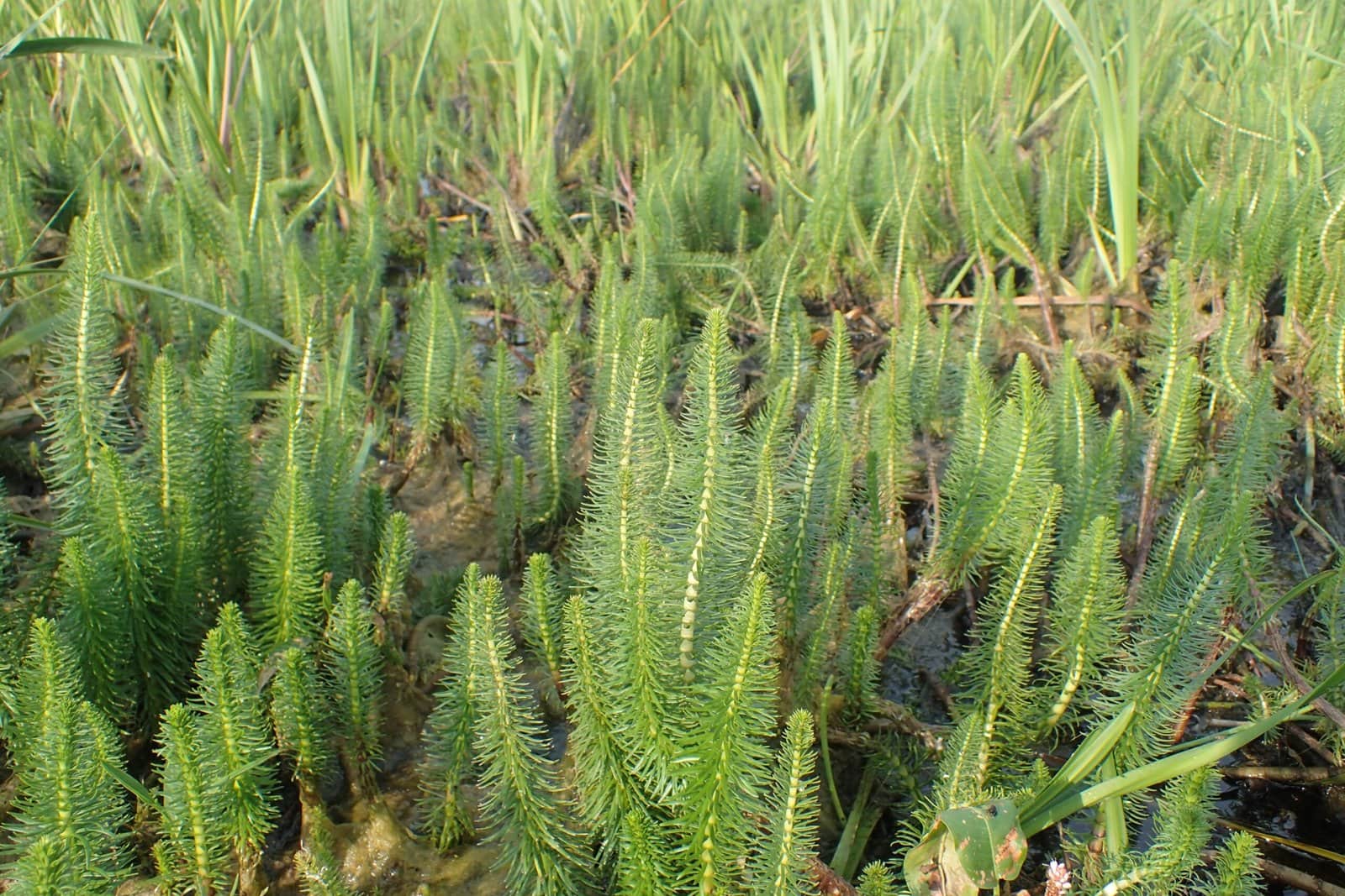 Mare’s Tail preview 1