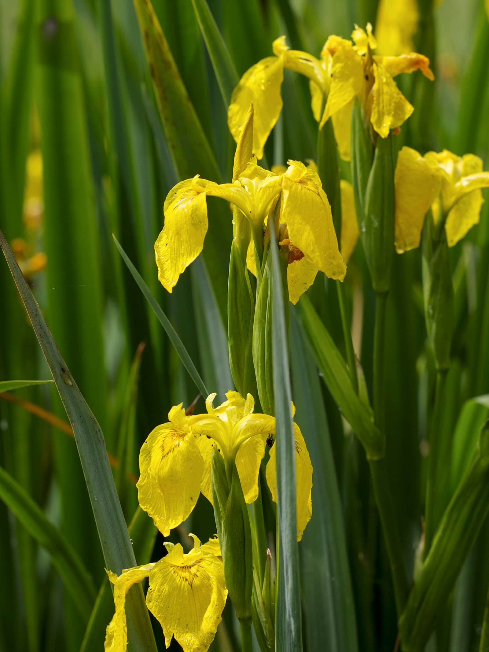 Yellow Iris preview 1