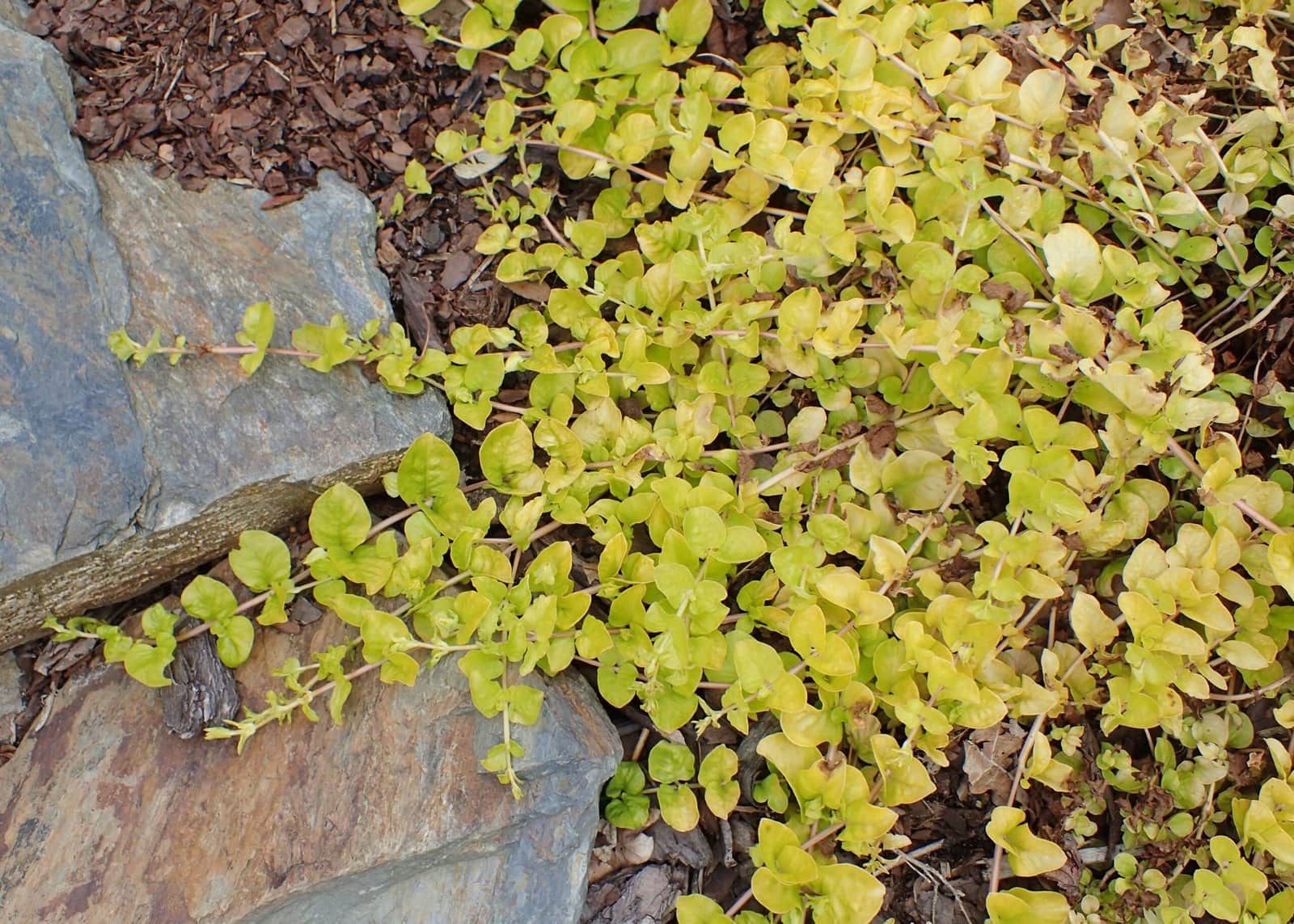 Golden Creeping Jenny preview 1