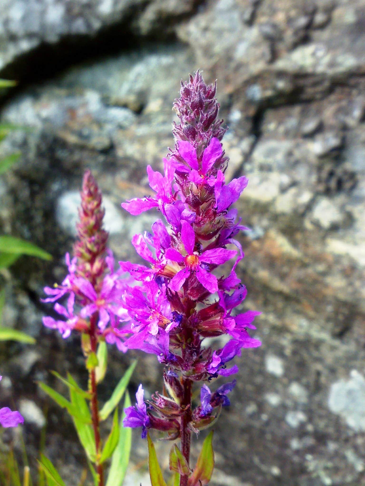 Purple Loosestrife preview 1