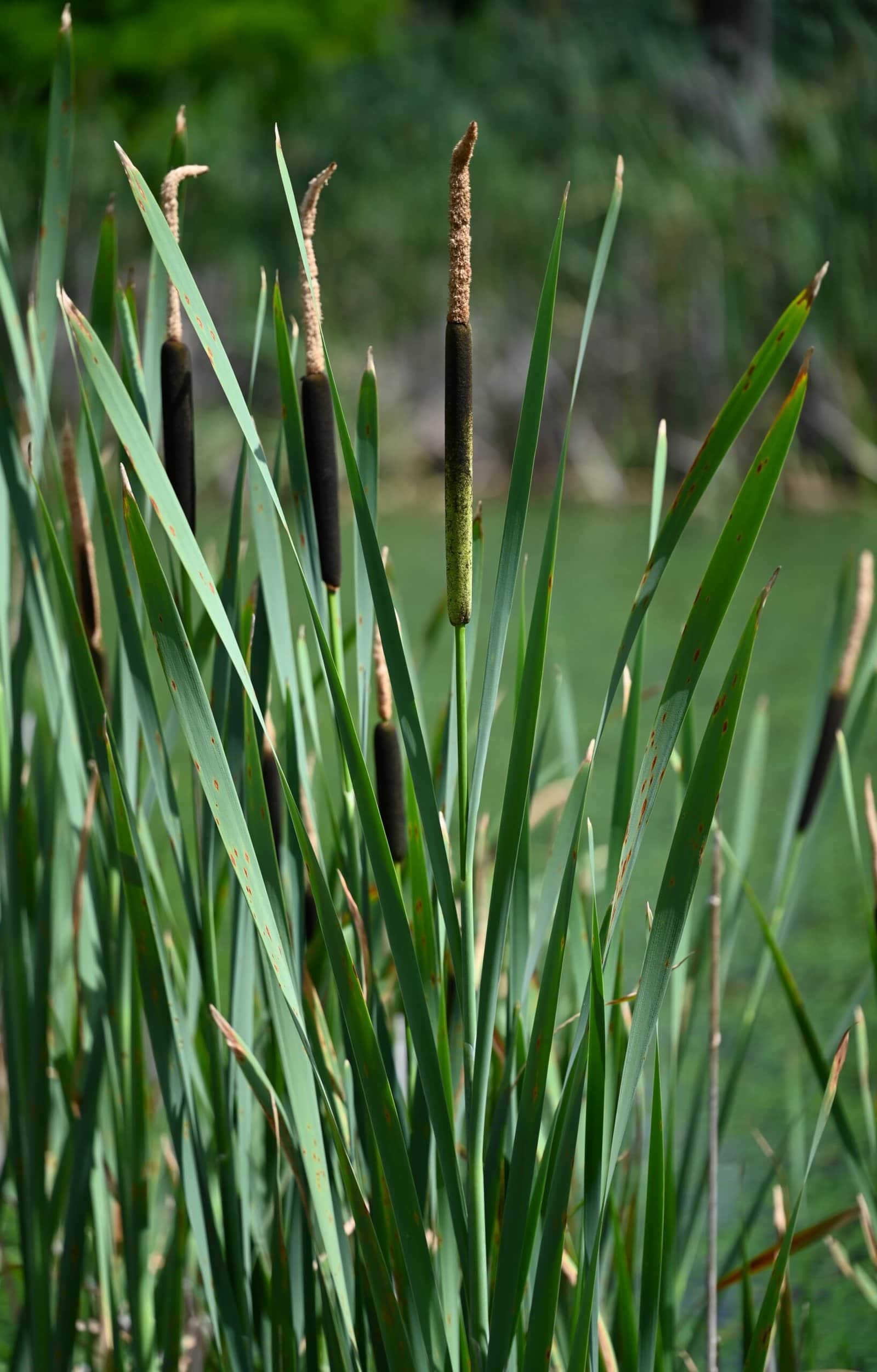 Broadleaf Cattail preview 1