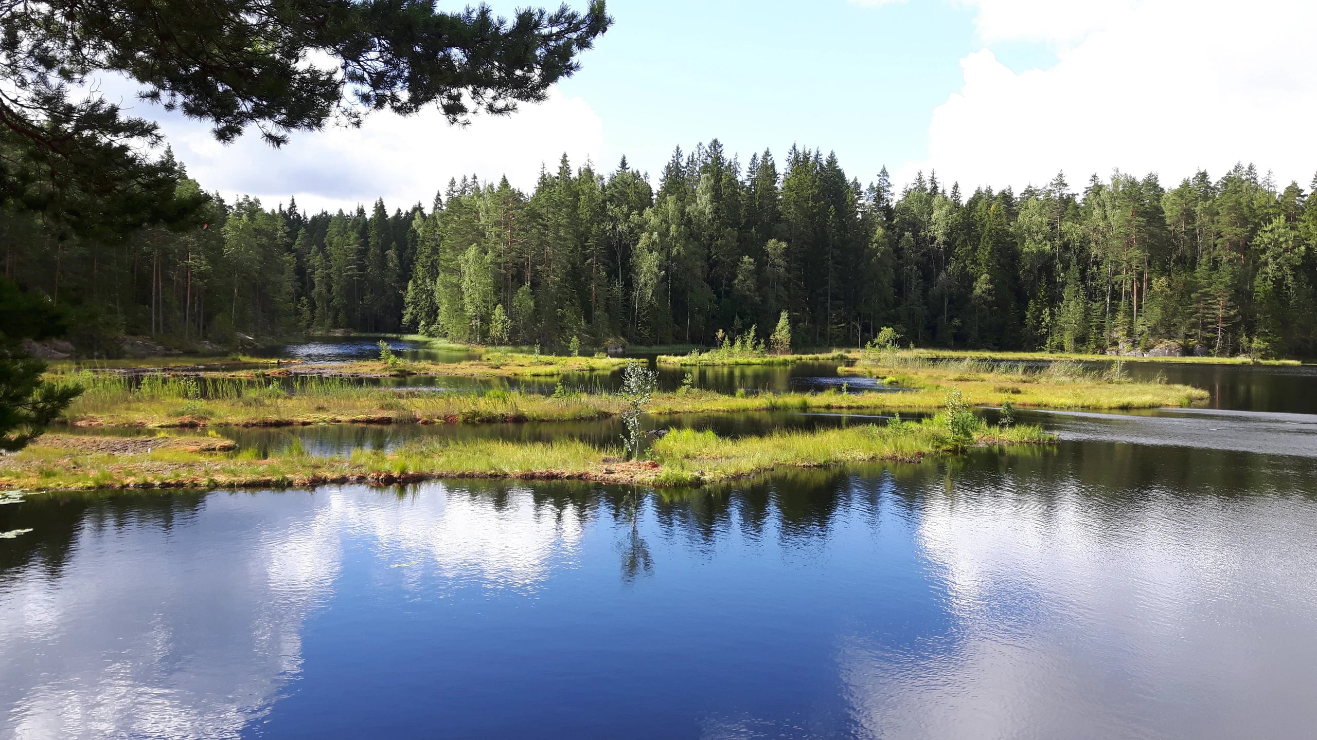 Floating Wetland
