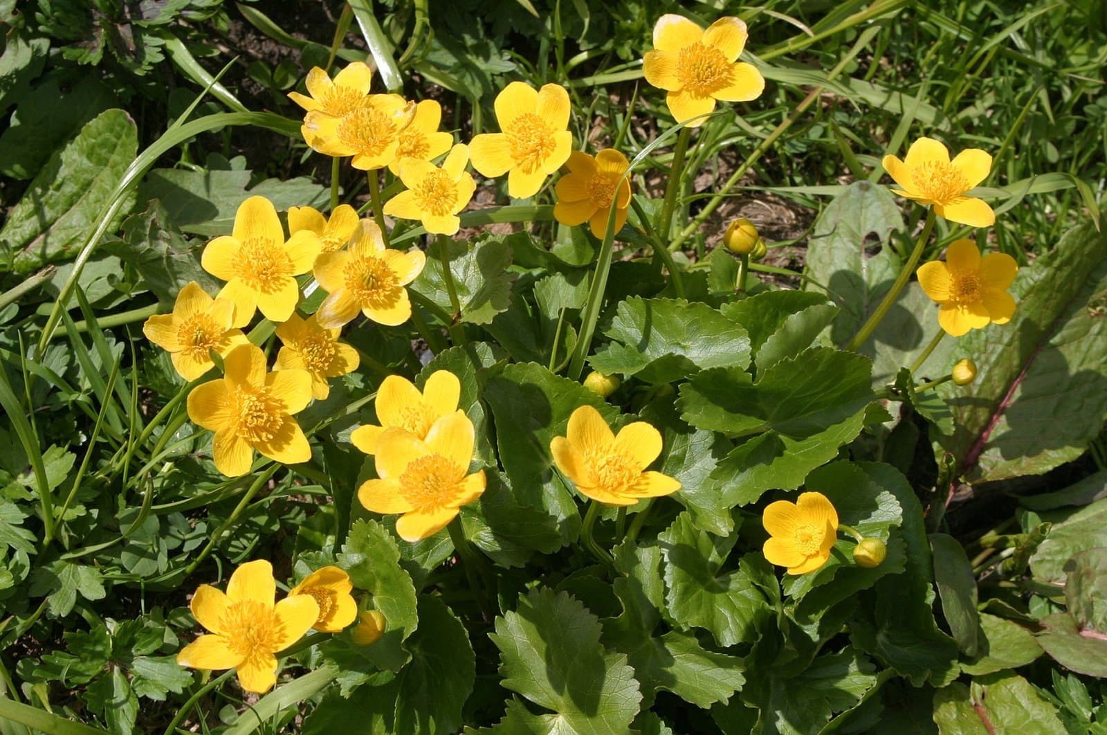 Marsh Marigold