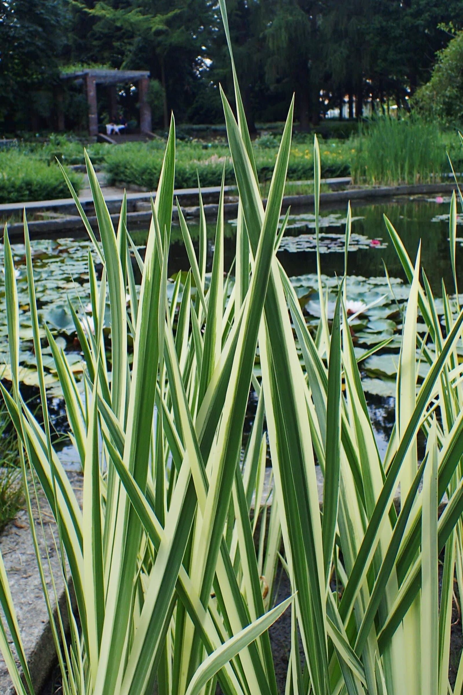 Variegated Sweet Flag