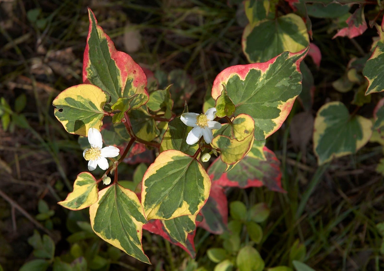 Heart-leaved houttuynia 'Chameleon'