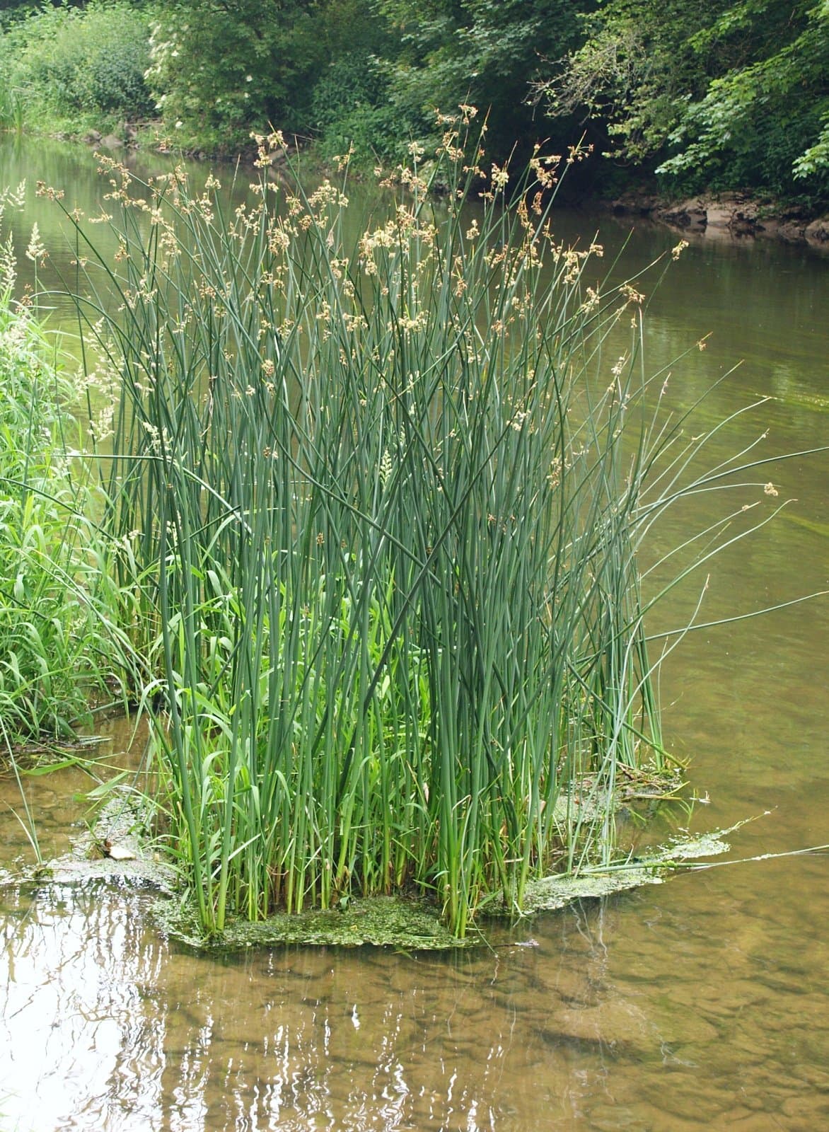 Softstem Bulrush